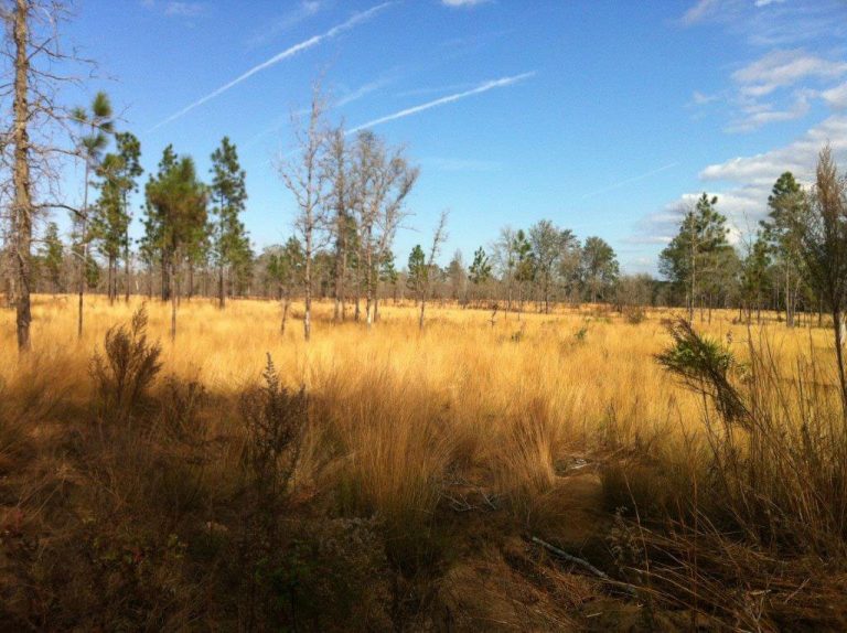 wiregrass Southern Habitats