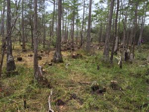 Pine Flatwoods Habitat Restoration - Souther Habitats Native Wildlife Solutions