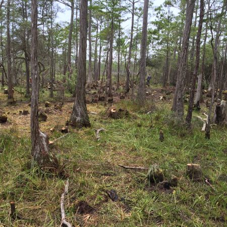 Pine Flatwoods Habitat Restoration - Souther Habitats Native Wildlife Solutions